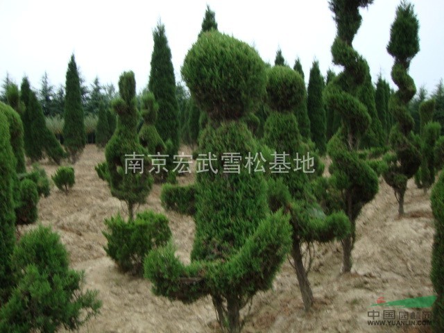 南京蜀檜價格，塔柏價格，檜柏價格