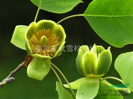 供應(yīng)馬褂木價(jià)格信息報(bào)價(jià)