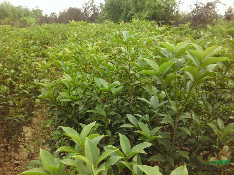 2公分桂花，肥西三崗照舫苗圃大量供應，價格全國最低