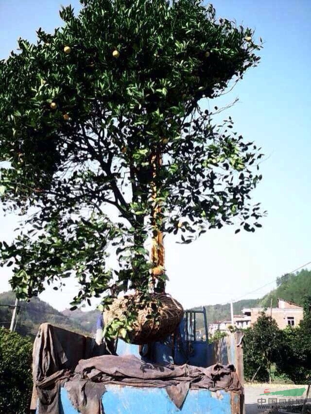 各種規(guī)格的胡柚樹