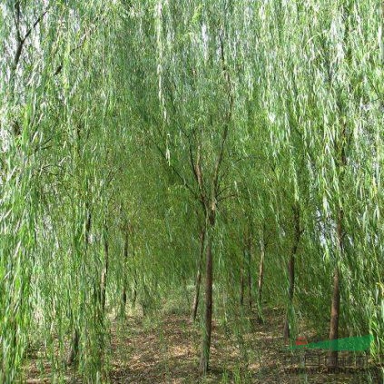 青皮垂柳 垂柳小苗 垂柳價(jià)格
