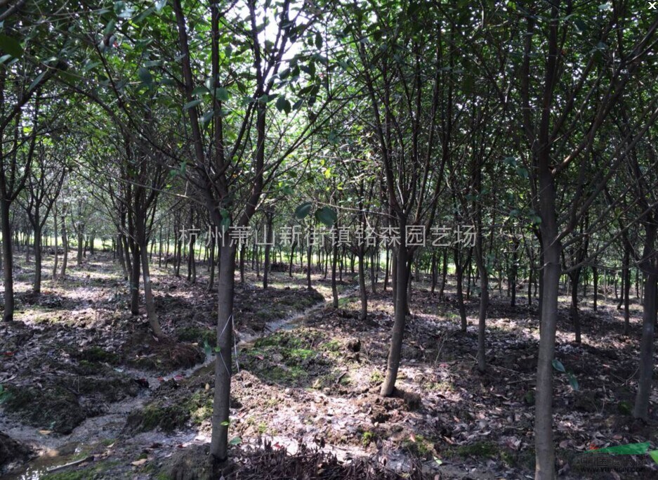 浙江地区供应红叶石楠树4--6公分