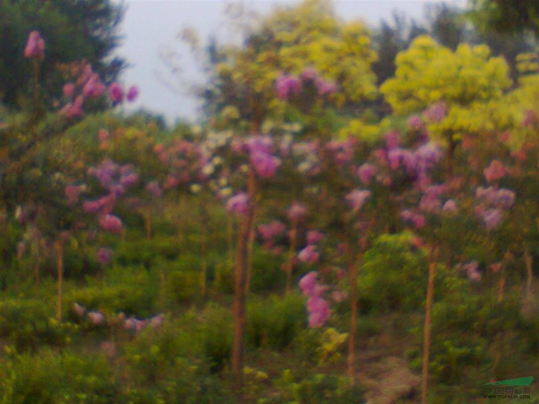 紫薇，香樟，廣玉蘭，垂梅，雪松等36種喬灌木質(zhì)量好，價格公道