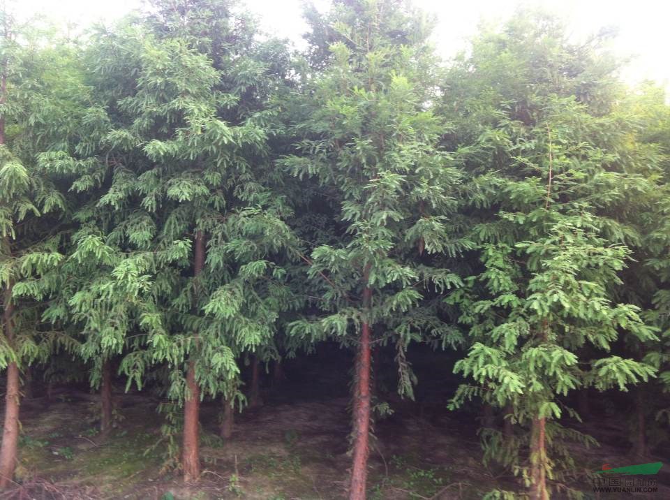 供应落羽杉，规格1-10公分。树形美观，成活率高。量大价优