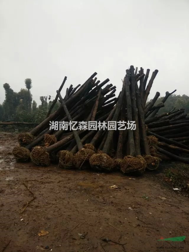 8-15cm光桿香樟、截桿香樟價(jià)格，優(yōu)質(zhì)截桿香樟