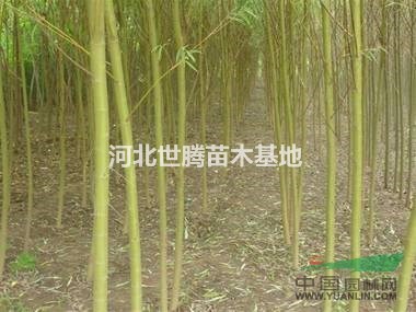 購買黃皮柳 黃皮柳圖片