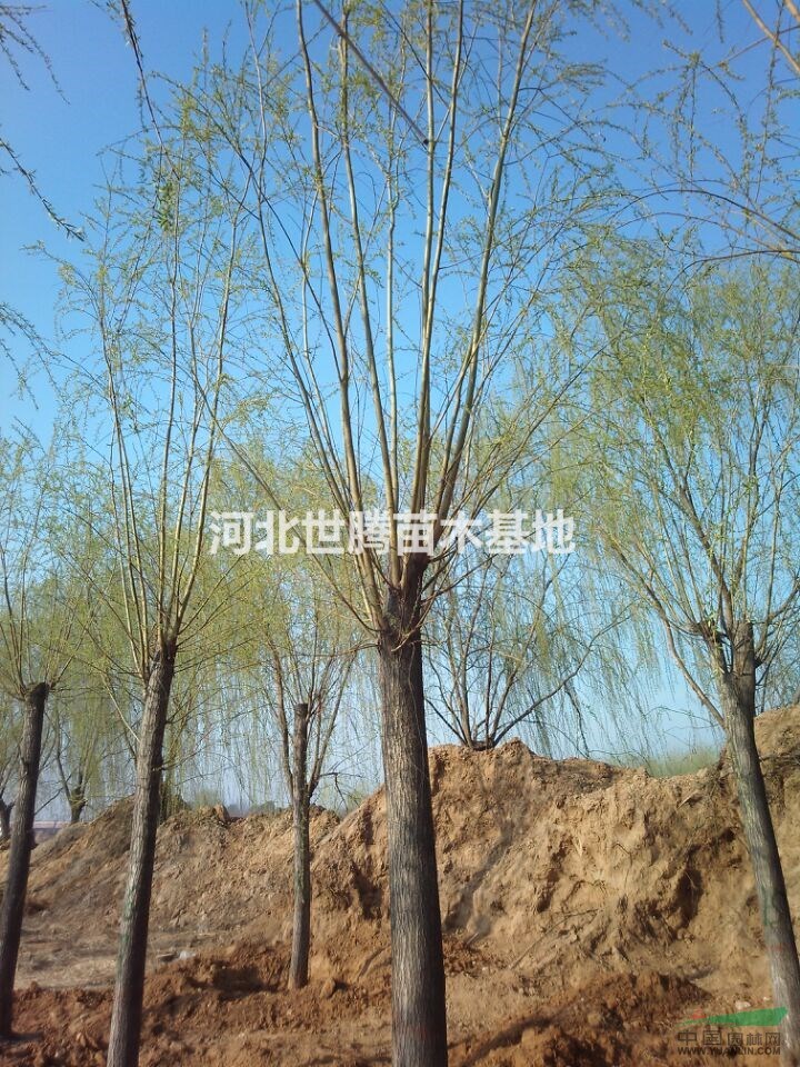 購買黃皮柳 黃皮柳圖片