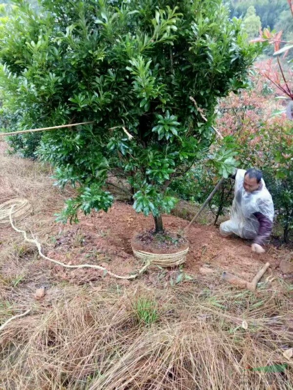 湖南造型罗汉松，造型红继木桩，造型榆树，造型女贞，紫薇价格 