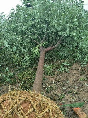 湖南造型罗汉松，造型红继木桩，造型榆树，造型女贞，紫薇价格 