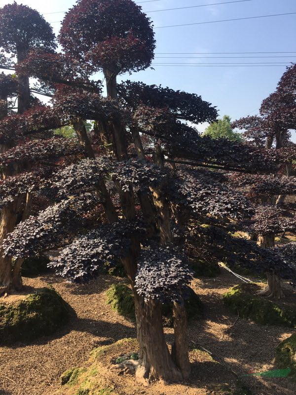 湖南造型罗汉松，造型红继木桩，造型榆树，造型女贞，紫薇价格 