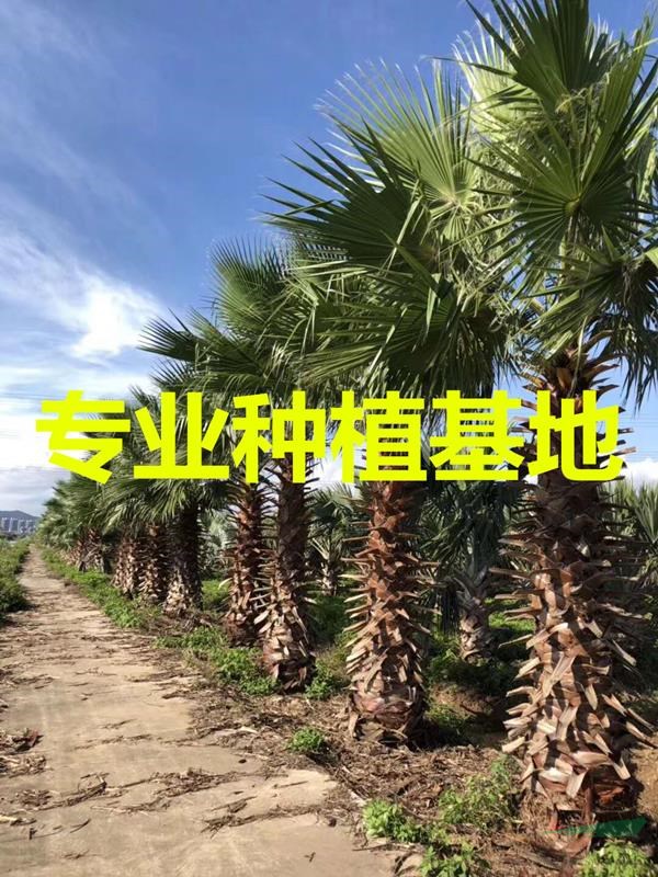 老人葵價格 老人葵報價 老人葵 老人葵批發 老人葵供應