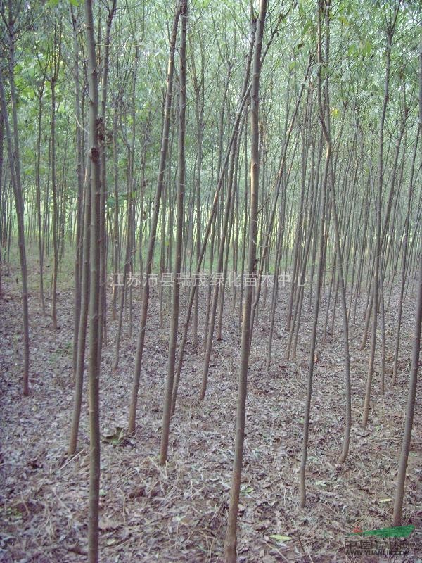 供應(yīng)江蘇竹柳徐州竹柳沛縣竹柳豐縣竹柳