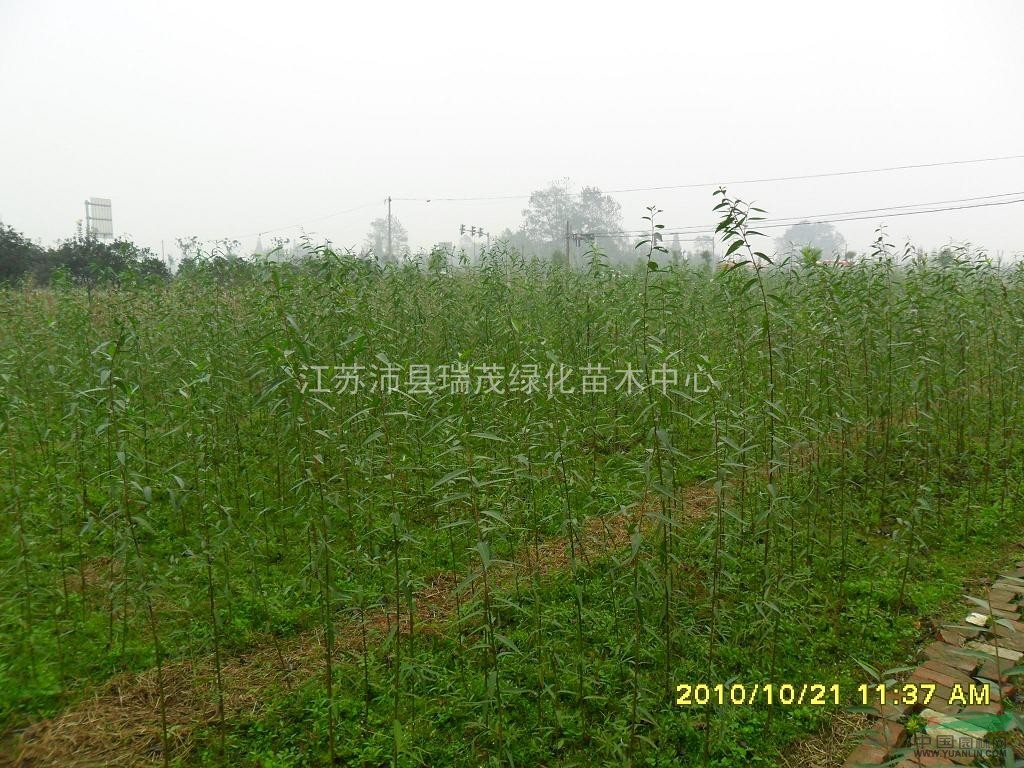 供應(yīng)江蘇竹柳基地山東竹柳基地徐州竹柳基地