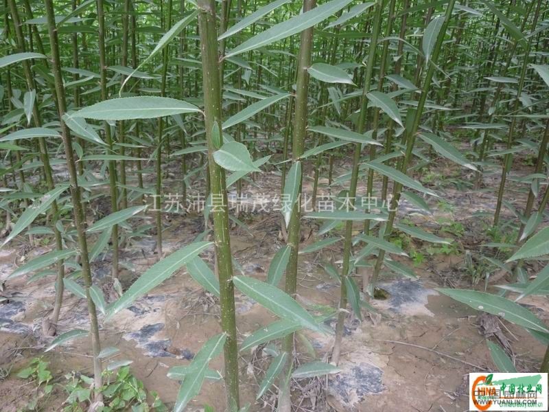 供應(yīng)江蘇竹柳基地山東竹柳基地徐州竹柳基地
