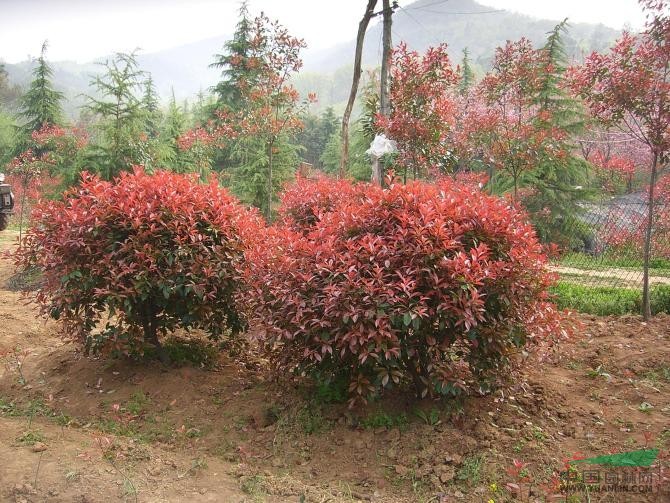 大量紅葉石楠出售 紅葉石楠供應(yīng) 紅葉石楠價(jià)格更新 