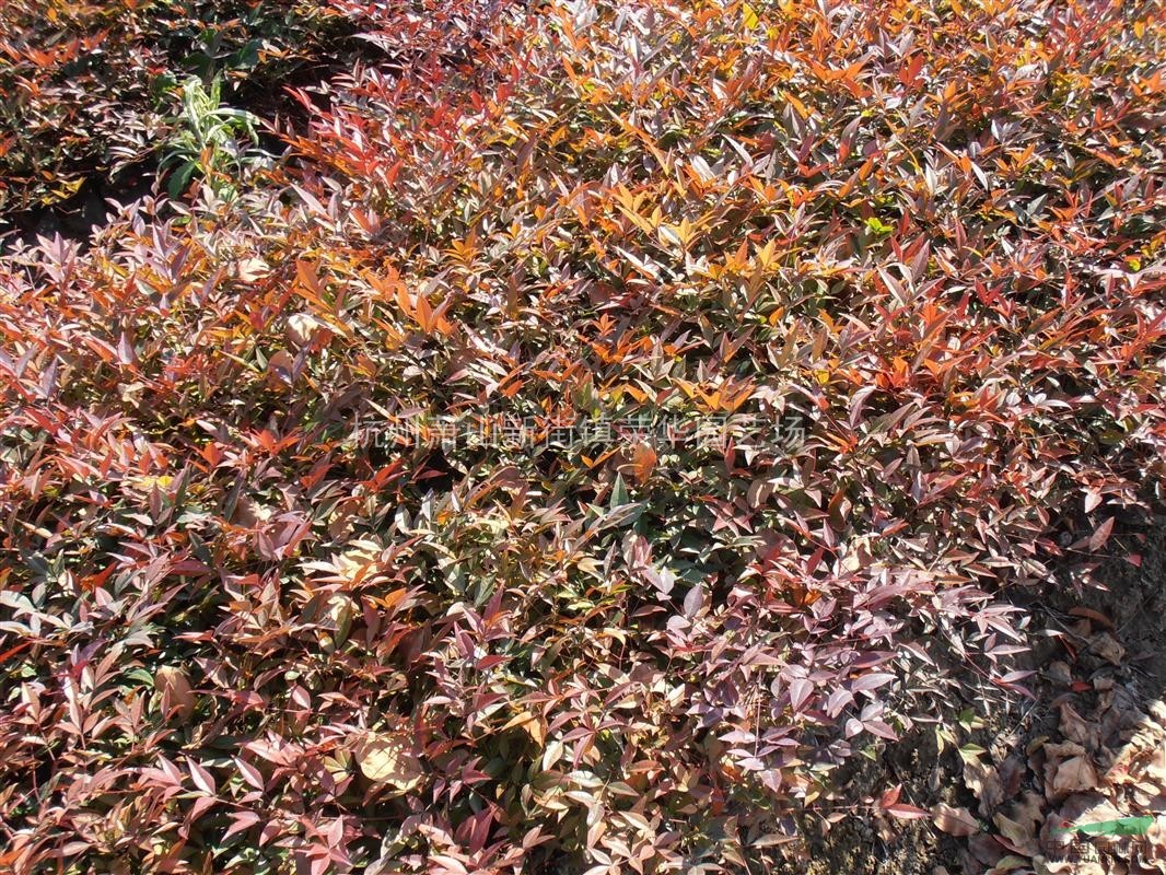 浙江杭州南天竹小苗,南天竹价格,南天竹供应 _13588265888_杭州萧山