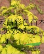 金葉水杉報(bào)價(jià)|金葉水杉小苗|金葉水杉基地|水杉