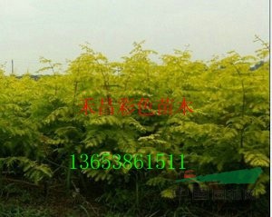 金葉水杉報(bào)價(jià)|金葉水杉小苗|金葉水杉基地|水杉