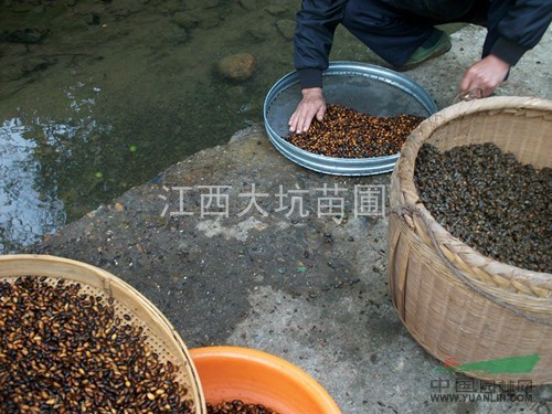 超低價供應(yīng)楨楠種子價格，閩楠種子批發(fā)