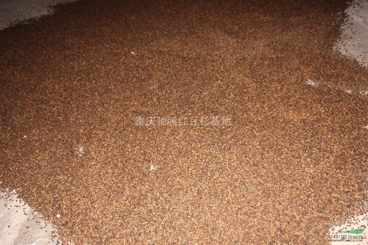楨楠種子｜金絲楠種子