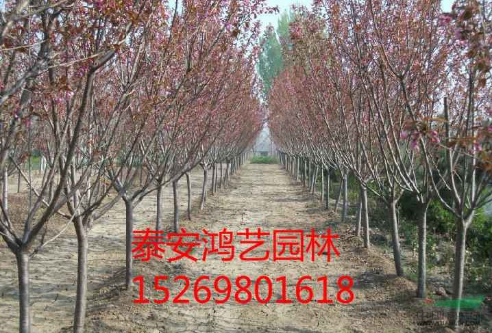 櫻花價格，櫻花樹價格，櫻花樹苗價格，山東櫻花價格，