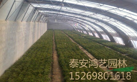 櫻花價格，櫻花樹價格，櫻花樹苗價格，山東櫻花價格，