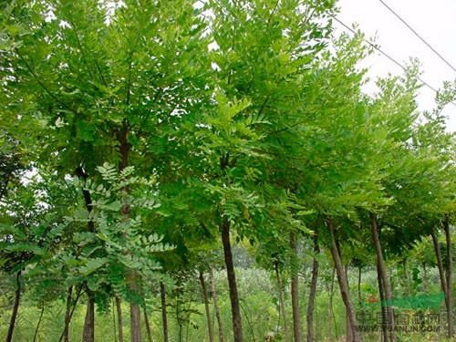國槐種植基地 國槐種子價格 國槐優(yōu)質(zhì)小苗價格 