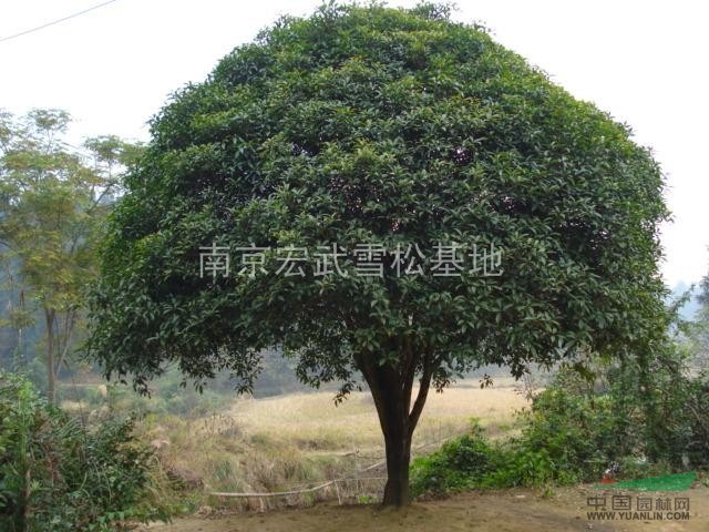 南京桂花價格 湯泉桂花價格 黃山桂花價格 