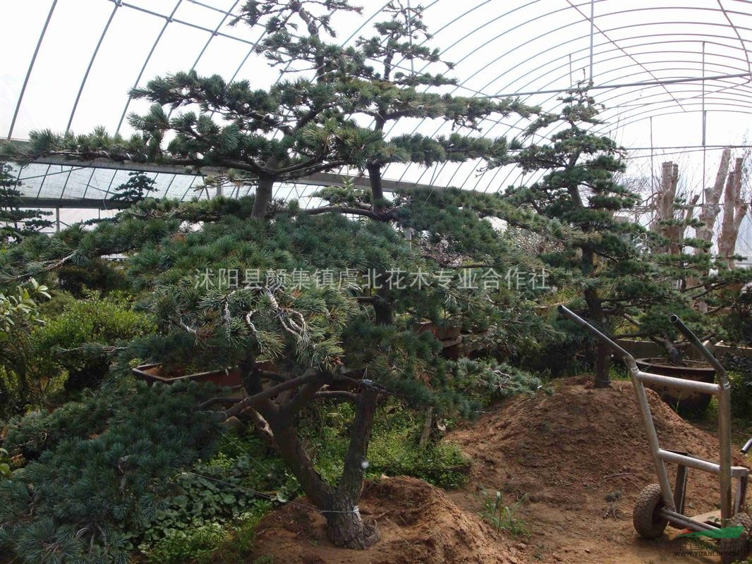 平枝荀子.櫻花.灑金柏.水杉.五針松