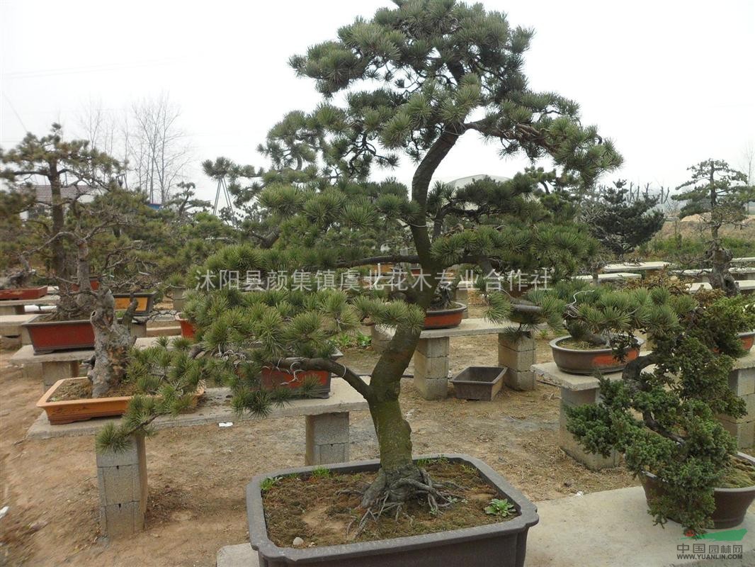 平枝荀子.櫻花.灑金柏.水杉.五針松