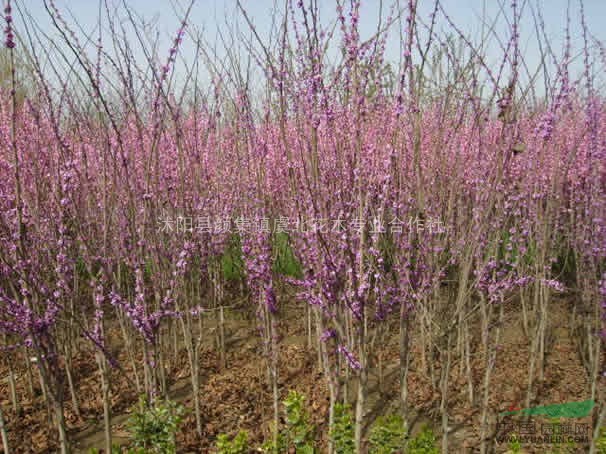 白花刺槐.巨紫荊.冬青球.桂花樹