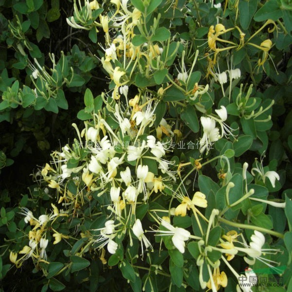 羅漢松.金葉蕕.金銀木.金銀花