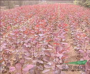 黃櫨.美國(guó)紅櫨.中華燈臺(tái)樹(shù)