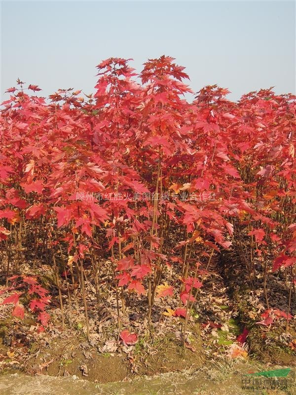 直銷美國紅楓扦插苗|嵊州美國紅楓|美國紅楓基地|美國紅楓種子