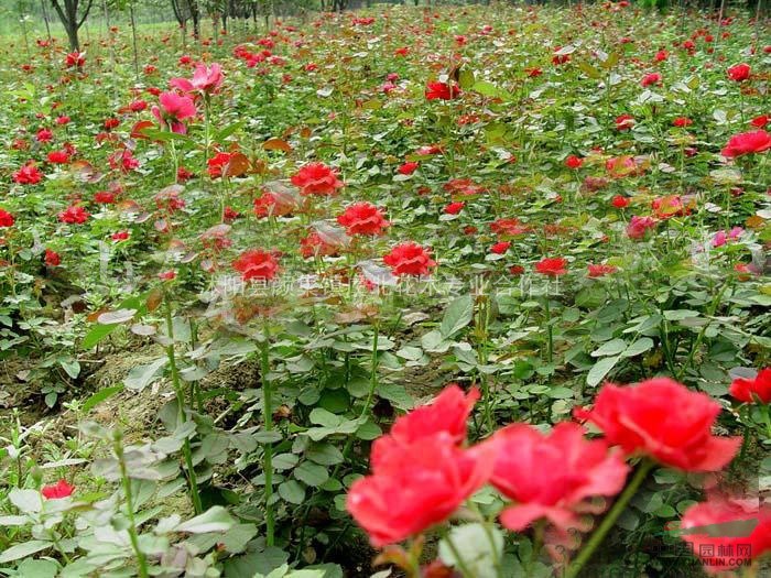 供應(yīng)藤本薔薇.日本繡線菊.南天竹.叢生紫薇