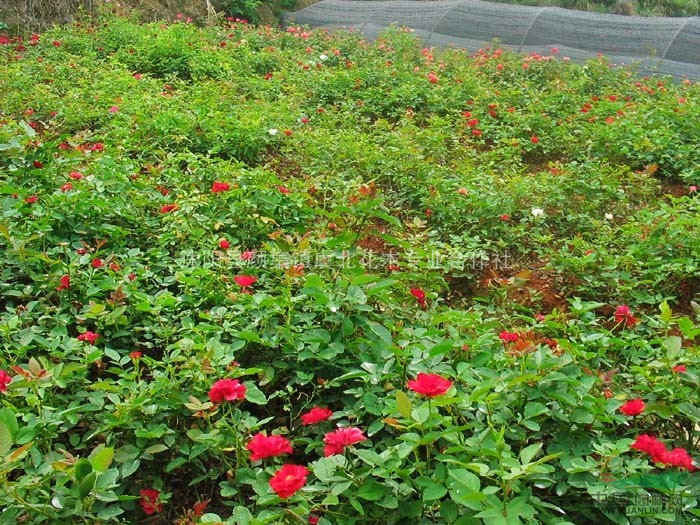 供應(yīng)藤本薔薇.日本繡線菊.南天竹.叢生紫薇