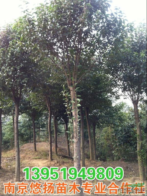 大葉女貞小苗批發(fā)，現(xiàn)貨2公分女貞8萬棵低價(jià)拋售