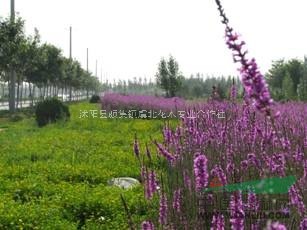 千屈菜