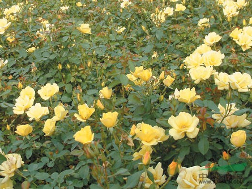 地被.豐花月季