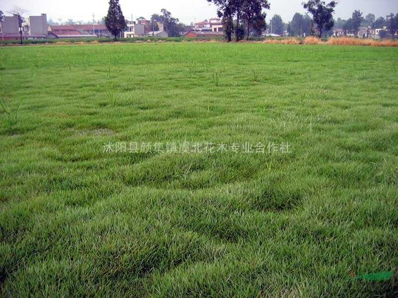 狗牙根草坪