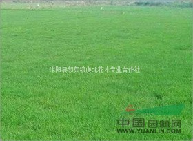 狗牙根草坪