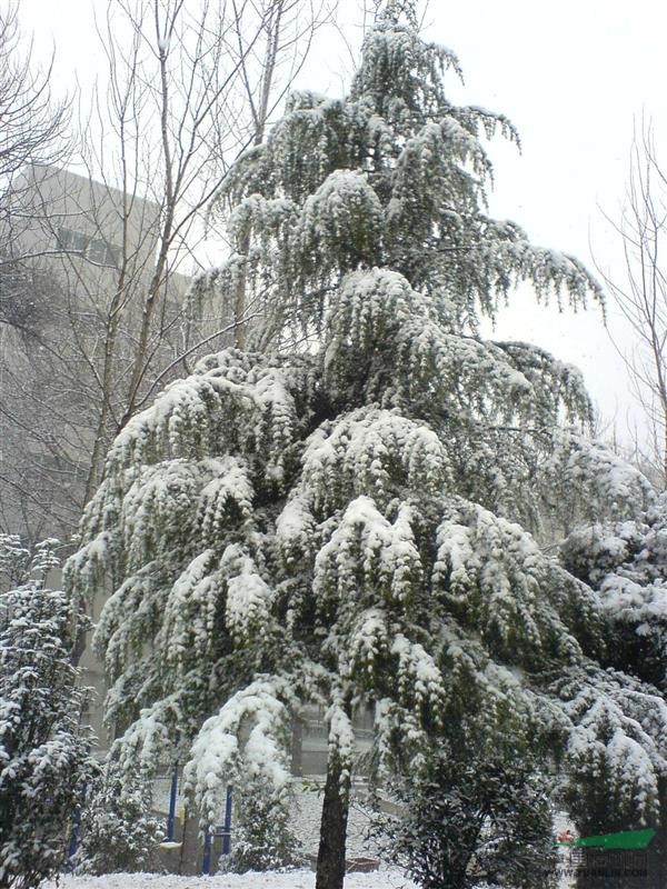 大量優(yōu)質(zhì)雪松 