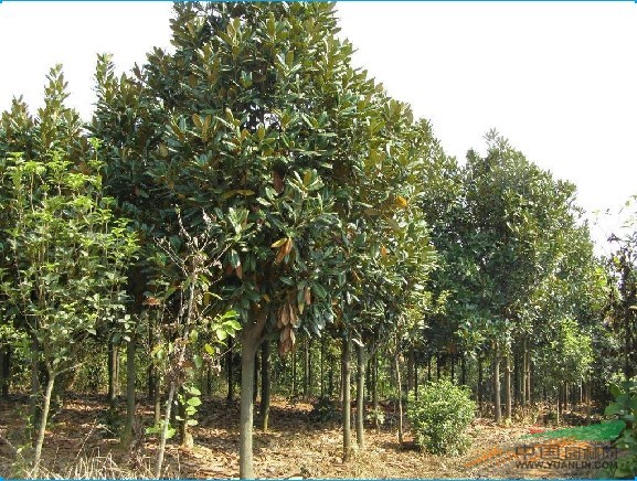 南京廣玉蘭價(jià)格 上海廣玉蘭價(jià)格 河南廣玉蘭價(jià)格 