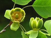 馬褂木產(chǎn)品信息 馬褂木廠家直銷 馬褂木價(jià)格 