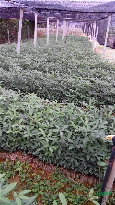 興安地區(qū)供應(yīng)的20-40公分 的楠木