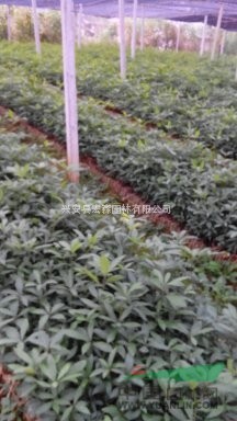 興安地區(qū)供應(yīng)的20-40公分 的楠木