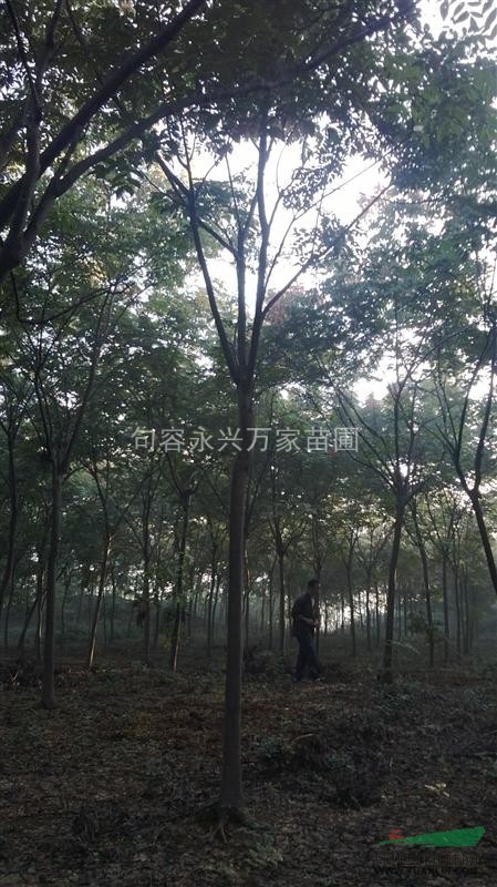 供應(yīng)池杉.水杉.落羽杉.櫸樹.欒樹.樸樹.1-12公分大量