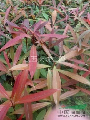 江西紅葉刨花楠苗哪里有