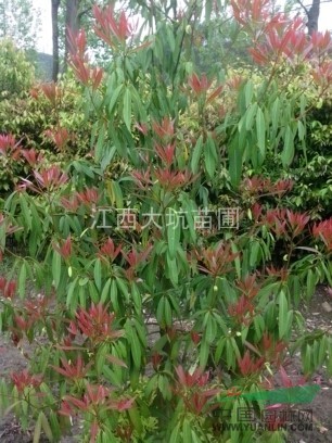 江西紅葉刨花楠苗哪里有