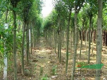 大葉女貞價格更新 大葉女貞種植基地 大葉女貞種子信息 